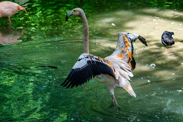 Le flamant rose, Phoenicopterus ruber est une grande espèce de flamant rose. — Photo