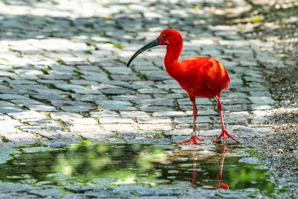 Scarlet ibis, Eudocimus ruber. Άγριας ζωής των ζώων στο ζωολογικό κήπο — Φωτογραφία Αρχείου