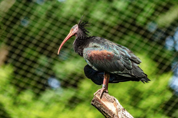 Ibis chauve du Nord, Geronticus eremita dans le zoo — Photo