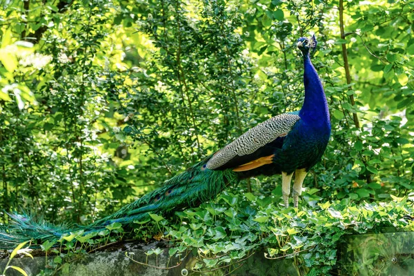 Indian Peacock or Blue Peacock, Pavo cristatus in the zoo — Stock Photo, Image