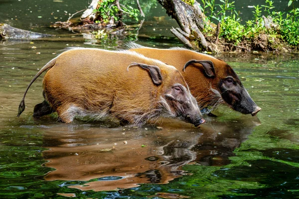 Красная речная свинья, Potamochoerus porcus, также известная как кустарная свинья . — стоковое фото
