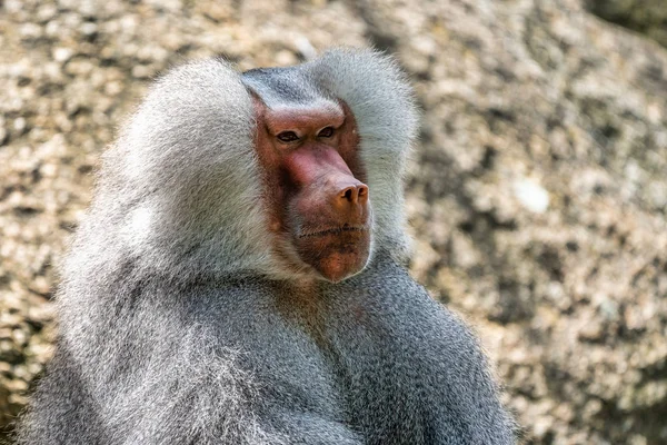 The hamadryas baboon, Papio hamadryas is a species of baboon — Stock Photo, Image
