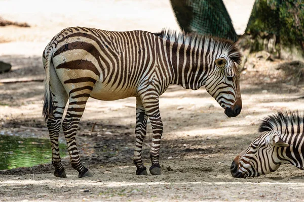 Hartmanns Mountain Zebra, Equus zebra hartmannae. Veszélyeztetett zebra. — Stock Fotó