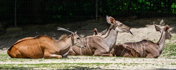 De gemeenschappelijke eland, Taurotragus oryx is een savanne antilope — Stockfoto