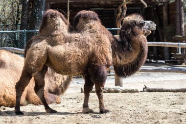 Bactrian deve, Camelus bactrianus Alman bir hayvanat bahçesi