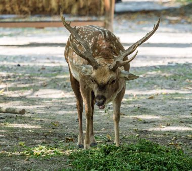Alageyik, Dama dama ruminant bir memeli olduğu