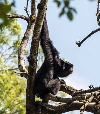 Siamang, Symphalangus syndactylus bir ağaç siyah paslı gibbon olduğunu