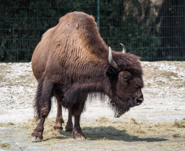 American buffalo known as bison, Bos bison in the zoo clipart