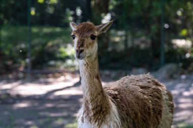 Vicunas, vicugna vicugna, Lama 'nın akrabaları