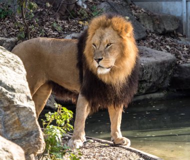 Aslan, Panthera leo cins Panthera dört büyük kedilerde biridir