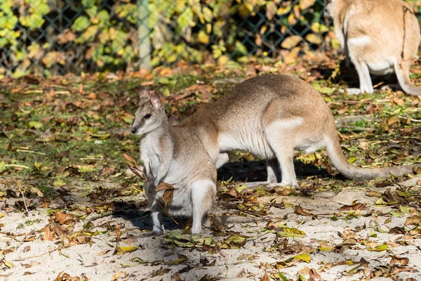 O wallaby ágil, Macropus agilis também conhecido como o wallaby arenoso — Fotografia de Stock