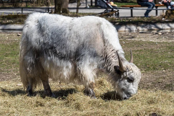 Yerli Yak, Bos mutus grunniens Hayvanat Bahçesi — Stok fotoğraf