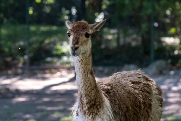 Vicunas, Vicugna Vicugna, parientes de la llama — Foto de Stock