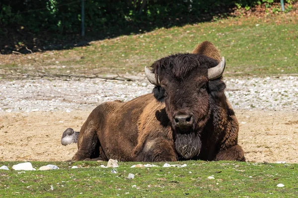 Búfalo americano conocido como bisonte, Bos bisonte en el zoológico — Foto de Stock