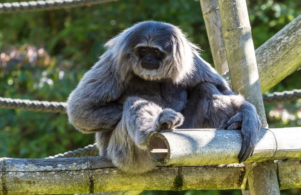 Siamang, Symphalangus syndactylus est un gibbon arboricole à fourrure noire — Photo