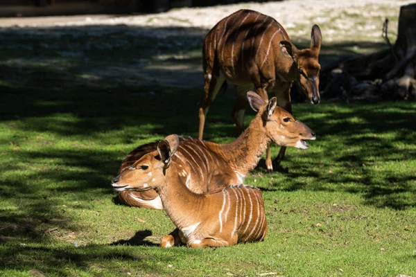 Blackbuck indiano, Antelope cervicapra ou antílope indiano . — Fotografia de Stock