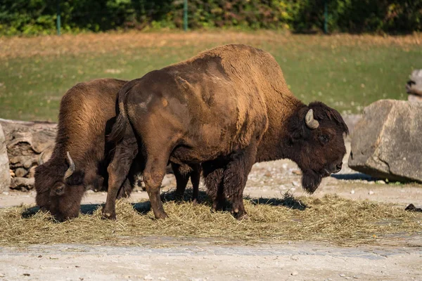 Búfalo americano conocido como bisonte, Bos bisonte en el zoológico — Foto de Stock