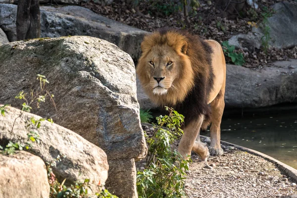 Aslan, Panthera leo cins Panthera dört büyük kedilerde biridir