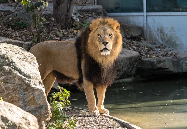 Aslan, Panthera leo cins Panthera dört büyük kedilerde biridir