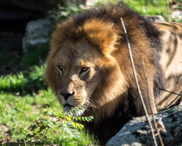 Το λιοντάρι, Panthera leo είναι ένα από τα τέσσερα αιλουροειδή του γένους Panthera — Φωτογραφία Αρχείου