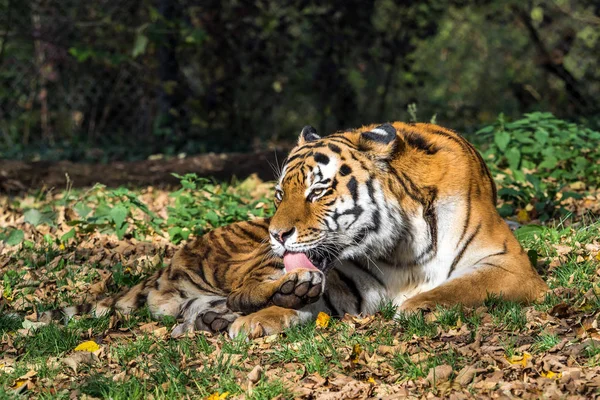 The Siberian tiger, Panthera tigris altaica in the zoo — стоковое фото