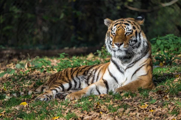 El tigre siberiano, Panthera tigris altaica en el zoológico — Foto de Stock