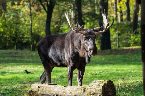 Europejski łosia, Alces alces, znany również jako elk — Zdjęcie stockowe