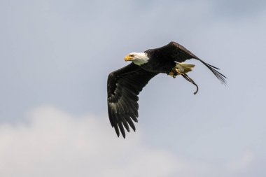 Kel kartal lat. haliaeetus leucocephalus bir parkta uçan