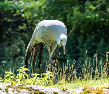 Mavi turna Grus paradisea, nesli tükenmekte olan bir kuştur
