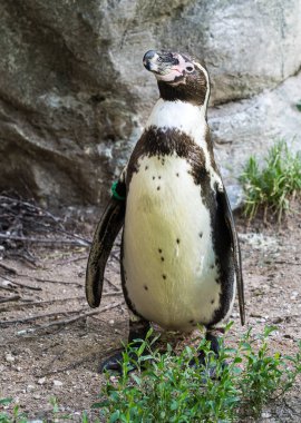 Humboldt pengueni, Spheniscus humboldti Hayvanat Bahçesi