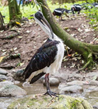 Saman boyunlu aynak Threskiornis spinicollis Hayvanat Bahçesi