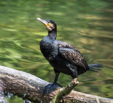 Büyük karabatak, Phalacrocorax carbo onun tüyleri kurutma.