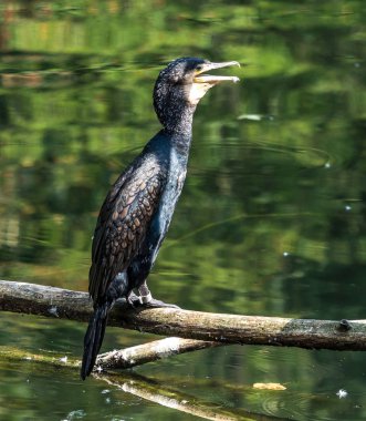Büyük karabatak, Phalacrocorax carbo onun tüyleri kurutma.