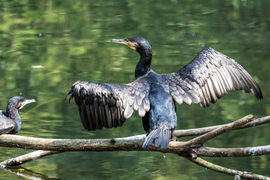 Büyük karabatak, Phalacrocorax carbo onun tüyleri kurutma.