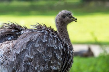 Darwin'in rhea, Rhea pennata olarak da bilinen daha az rhea.