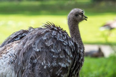 Darwin'in rhea, Rhea pennata olarak da bilinen daha az rhea.