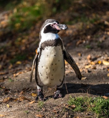 Humboldt pengueni, Spheniscus humboldti Hayvanat Bahçesi