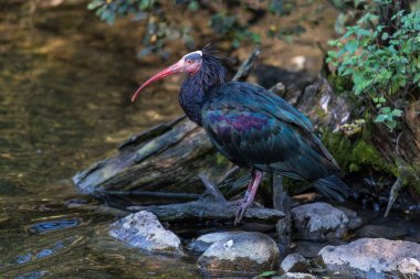 Kuzey kel aynak Geronticus eremita Hayvanat Bahçesi