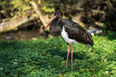 Siyah leylek, Ciconia nigra bir Alman Doğa Parkı