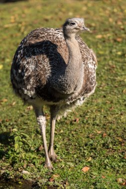 Darwin'in rhea, Rhea pennata olarak da bilinen daha az rhea.