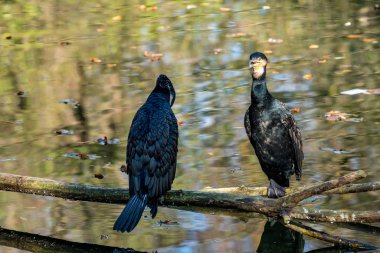 Büyük karabatak, Phalacrocorax carbo onun tüyleri kurutma.