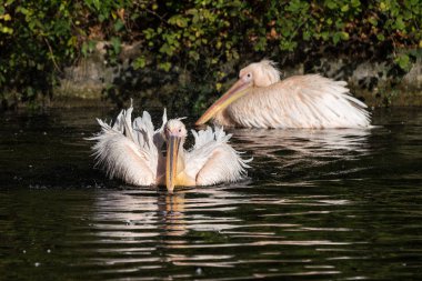 Büyük beyaz pelikan, Pelecanus onocrotalus Hayvanat Bahçesi