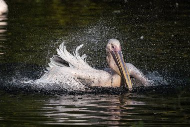 Büyük beyaz pelikan, Pelecanus onocrotalus Hayvanat Bahçesi