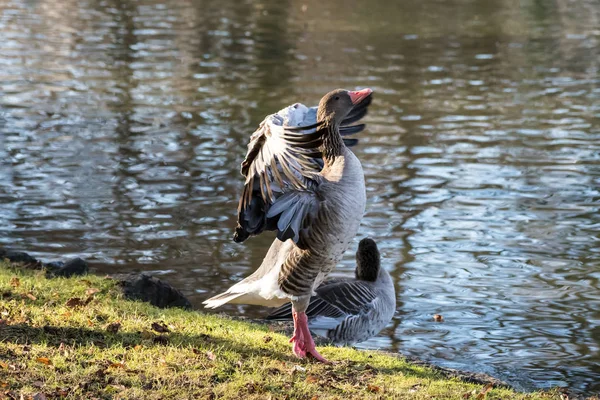 The greylag goose, Anser anser is a species of large goose — Stock Photo, Image