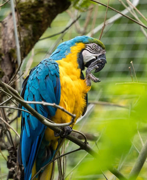 A arara azul e amarela, Ara ararauna é um grande papagaio sul-americano — Fotografia de Stock