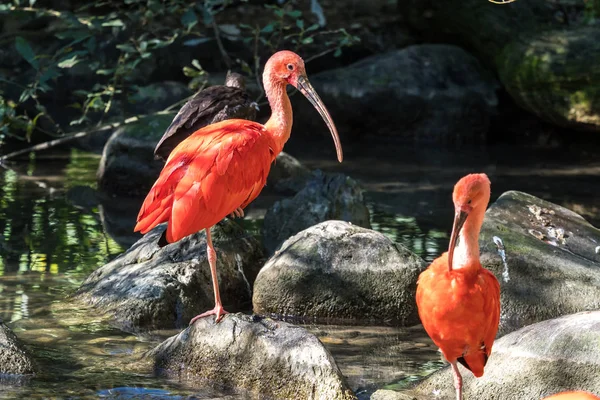 Ibis écarlate, Eudocimus ruber. Animaux sauvages dans le zoo — Photo