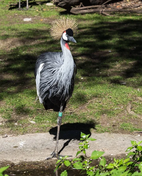 Siyah taç Crane, Balearica pavonina Hayvanat Bahçesi — Stok fotoğraf