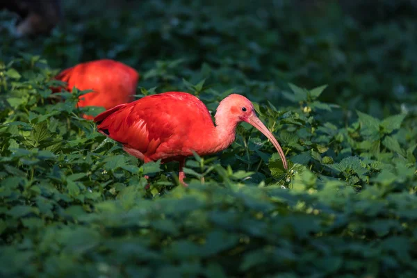 Ibis écarlate, Eudocimus ruber. Animaux sauvages dans le zoo — Photo