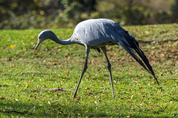 Blue Crane, Grus paradisea, jest zagrożonych ptaków — Zdjęcie stockowe