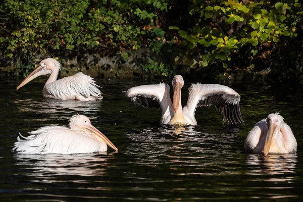 Wielki biały Pelikan, Pelecanus onocrotalus w zoo — Zdjęcie stockowe